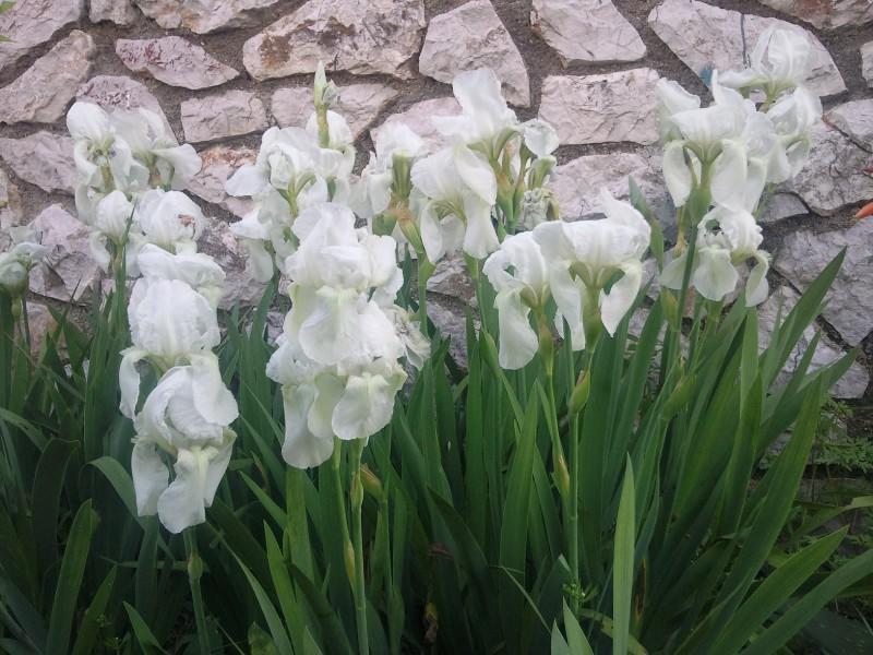 Apartmani Maris Mali Lošinj Εξωτερικό φωτογραφία